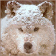 awahy's Avatar