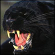 dorotapletwa's Avatar